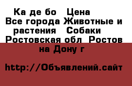 Ка де бо › Цена ­ 25 - Все города Животные и растения » Собаки   . Ростовская обл.,Ростов-на-Дону г.